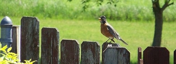 backyard birding garden