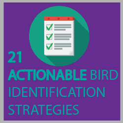 21 Practical Bird Identification Strategies That You Can Use Right Now